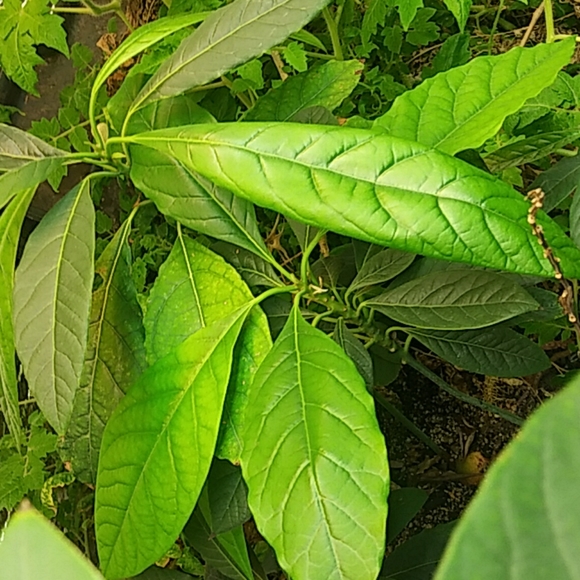 Avocado - Picture 4 of 4